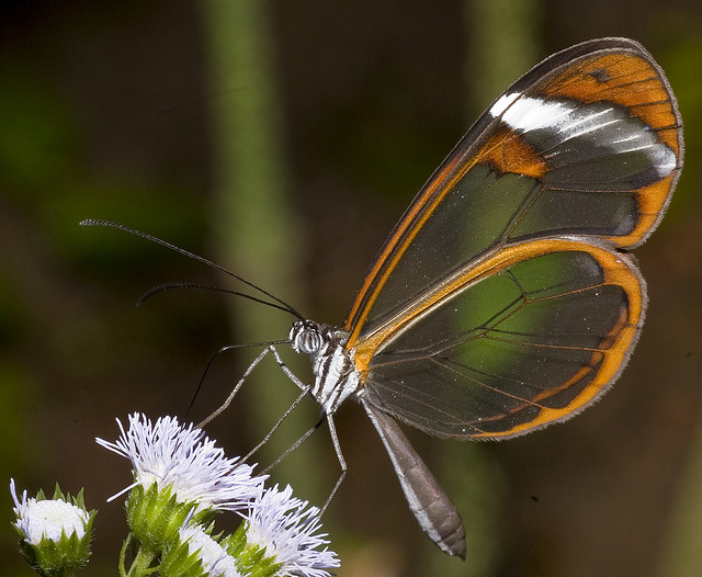   glasswing butterfly